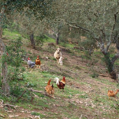Herdade Dos Montes Bastos Santa Luzia  Extérieur photo