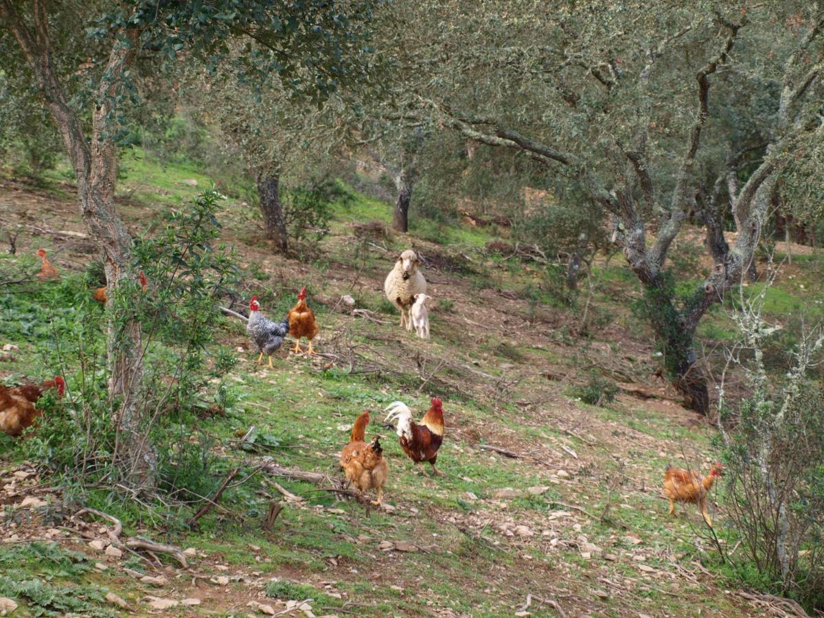 Herdade Dos Montes Bastos Santa Luzia  Extérieur photo