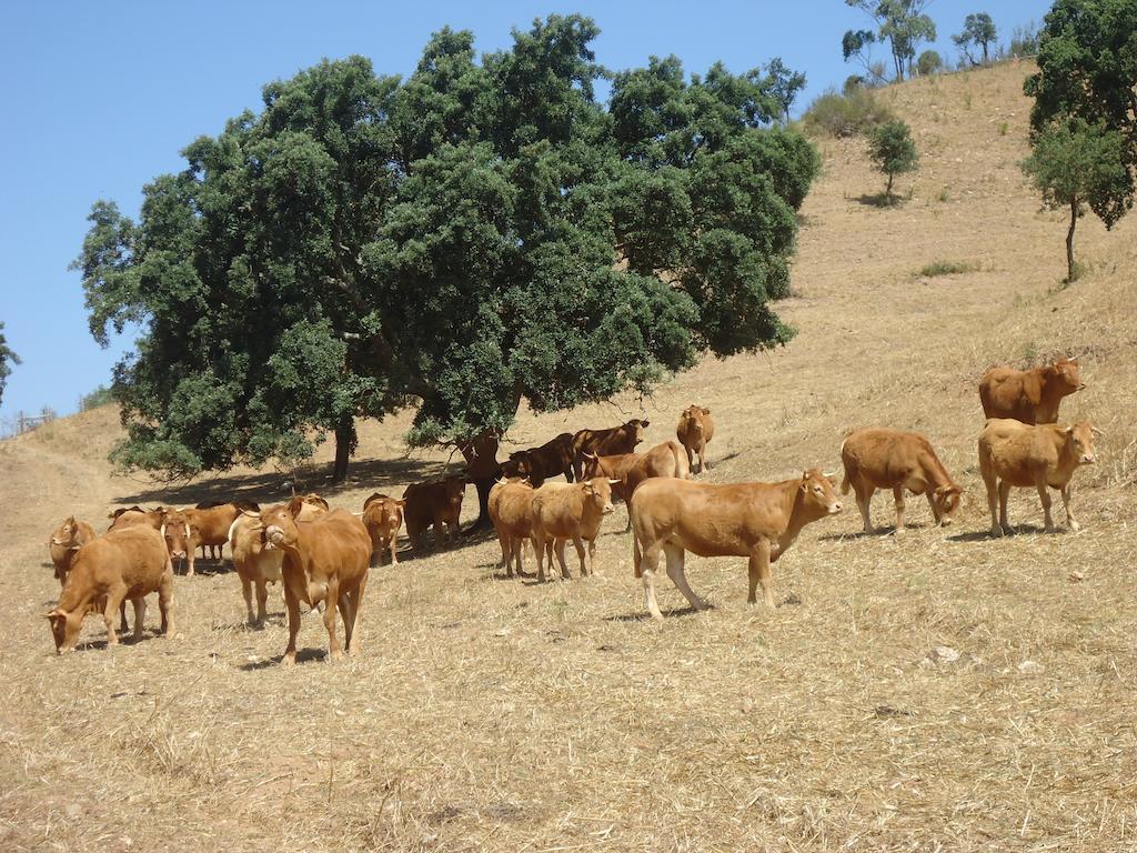 Herdade Dos Montes Bastos Santa Luzia  Extérieur photo